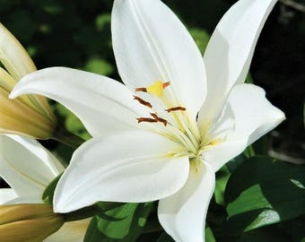 Lilium Asiatic Lily Bright Diamond 3 Flower Bulbs - Summer White Blooms, from Easy to Grow