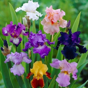 Bearded Iris - Califlora 'Colorful Mix' Bulbs Rhizomes from Easy to Grow