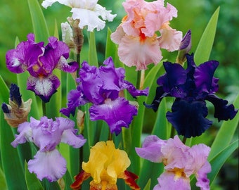 Bearded Iris - Califlora 'Colorful Mix' Bulbs Rhizomes from Easy to Grow