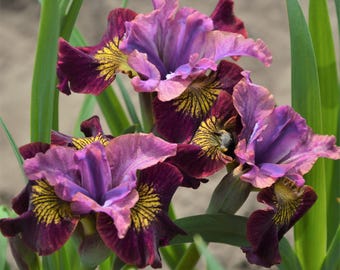 Siberian Iris Peacock Butterfly Miss Apple 1 Rhizome Division - Summer Purple Multicolor Blooms in Sun, Cold Hardy, from Easy to Grow