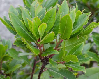 Bay Laurel Sweet Bay 1 Potted Plant - Hard to Find Herb Shrub, Quart Pot from Easy to Grow (Laurus nobilis)