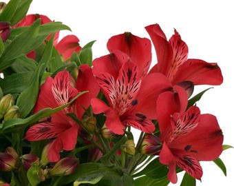 Alstroemeria Lolly 2 Potted Plants - Summer Rich Pink Blooms in Partial Sun, Quart Pot from Easy to Grow (Peruvian Lily)