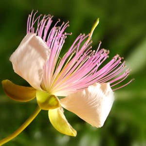 Caper Bush 1 Potted Plant - Hard to Find Culinary Shrub, Quart Pot from Easy to Grow (Capparis)