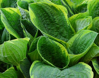 Hosta Christmas Tree 3 Roots - Summer Blooms Green Variegated Foliage in Shade, from Easy to Grow