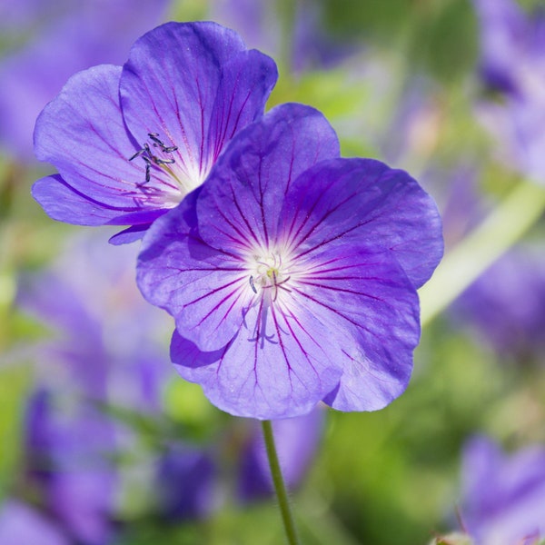 3 Geranium - Kashmir Purple (Perennial) Bareroots/Divisions from Easy to Grow