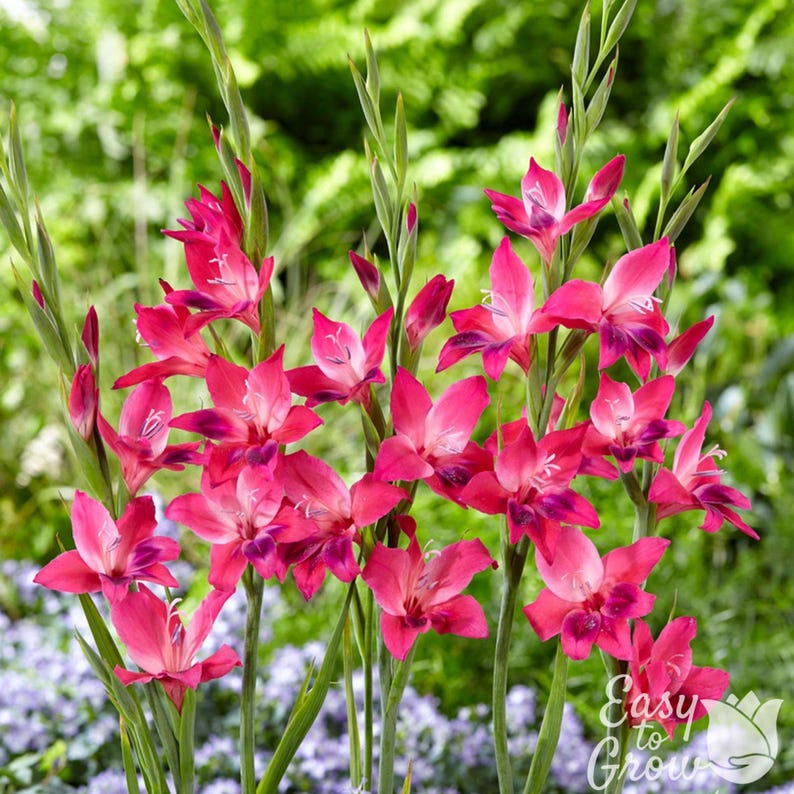 Easy to Grow Bulbs Hardy Gladiolus Volcano