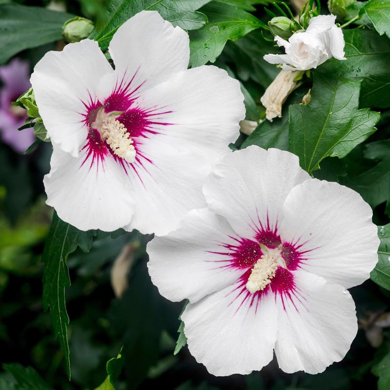 First Editions Bali Hibiscus