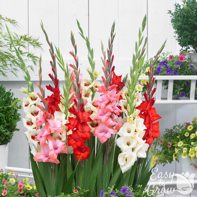 Easy to Grow Bulbs Gladiolus Bambinos Mix