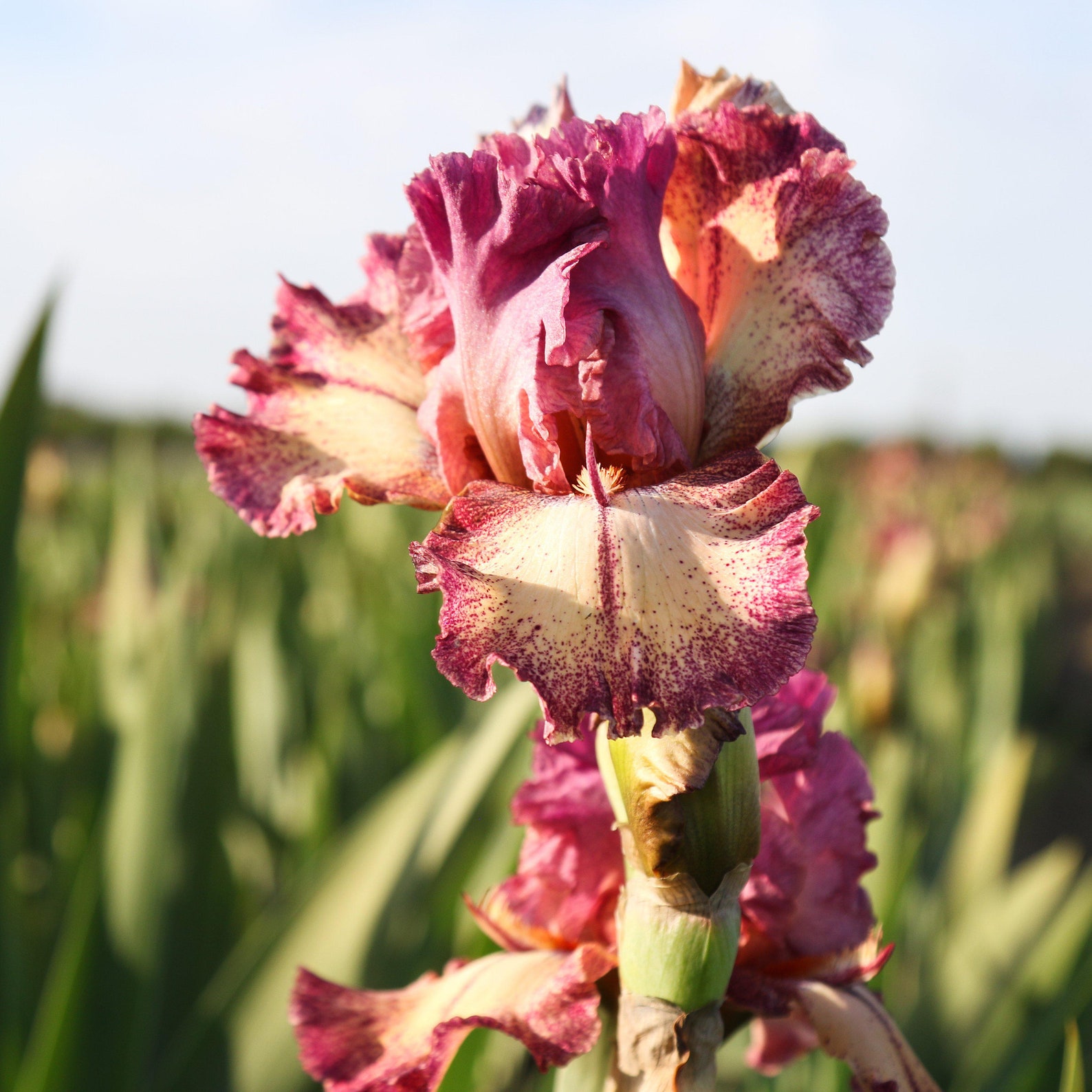 Bearded Iris Califlora Rockstar Rhizomes Etsy