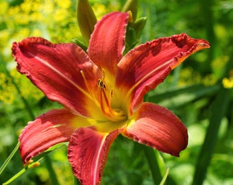 Daylily Autumn Red 3 Root Divisions - Summer Red Blooms in Sun, from Easy to Grow (Hemerocallis)