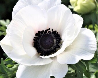 10 Italian Anemone - Mistral Plus Bianco Centro Nero Flower Bulbs from Easy to Grow