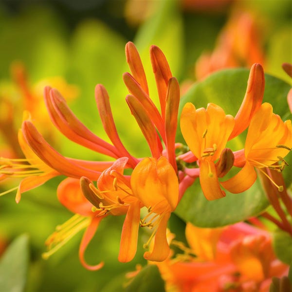 Honeysuckle Mandarin Vine 1 Potted Plant - Summer Fragrant Golden Orange Blooms, from Easy to Grow (Lonicera)