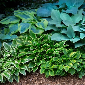 Hosta Bumper Crop Mix 10 Plant Roots from Easy to Grow, Summer Flowers in Shade