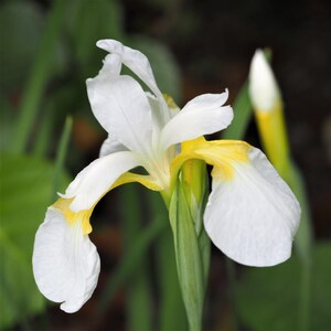 Japanese Iris Zen Garden Mix 5 Rhizome Divisions - Spring to Summer Blooms in Sun, from Easy to Grow immagine 5
