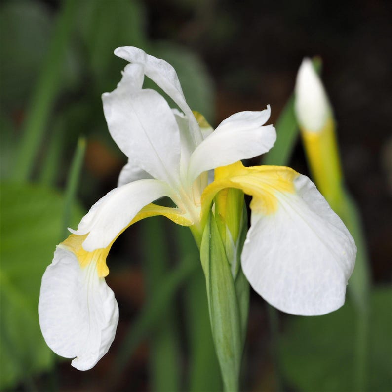 Japanese Iris Zen Garden Mix 5 Rhizome Divisions - Spring to Summer Blooms in Sun, from Easy to Grow immagine 5