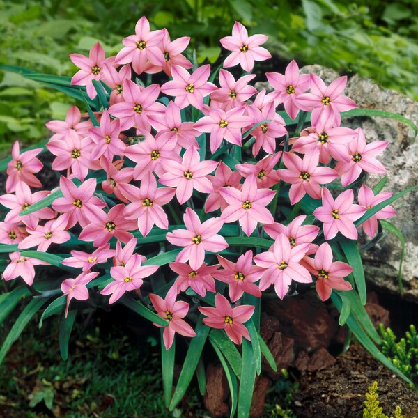 10 Starflower - Charlotte Bishop Flower Bulbs from Easy to Grow