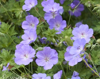 Geranium Rozanne 2 Potted Plants - Summer Lavender Purple Blooms (Hardy Cranesbill), Quart Pot from Easy to Grow