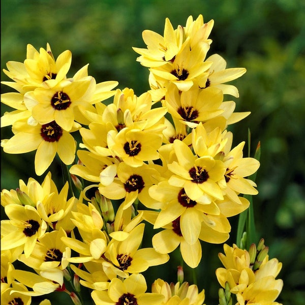 Clearance 20 Ixia - Yellow Emperor Flower Bulbs from Easy to Grow