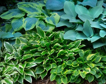 Hosta Bumper Crop Mix 10-30 Roots, Summer Blooms in Shade, from Easy to Grow