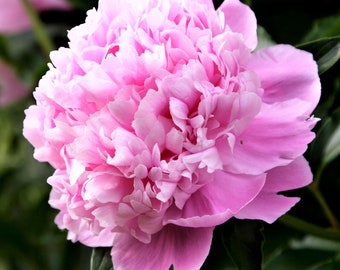 Clearance - 1 Peony Monsieur Jules Elie Bareroot/Division from Easy to Grow