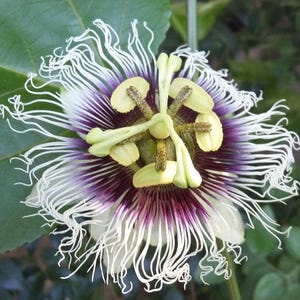 Passiflora Edulis Frederick 2 Pack Potted Vine Plants from Easy to Grow - Summer Passion Flower