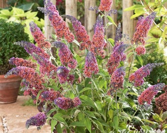 Buddleia Butterfly Bush Bicolor 1 Potted Plant - Summer Fragrant Purple to Orange Blooms, Quart Pot from Easy to Grow