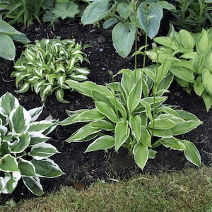 Hosta Bumper Crop Mix 10-30 Roots, Summer Blooms in Shade, from Easy to Grow image 3