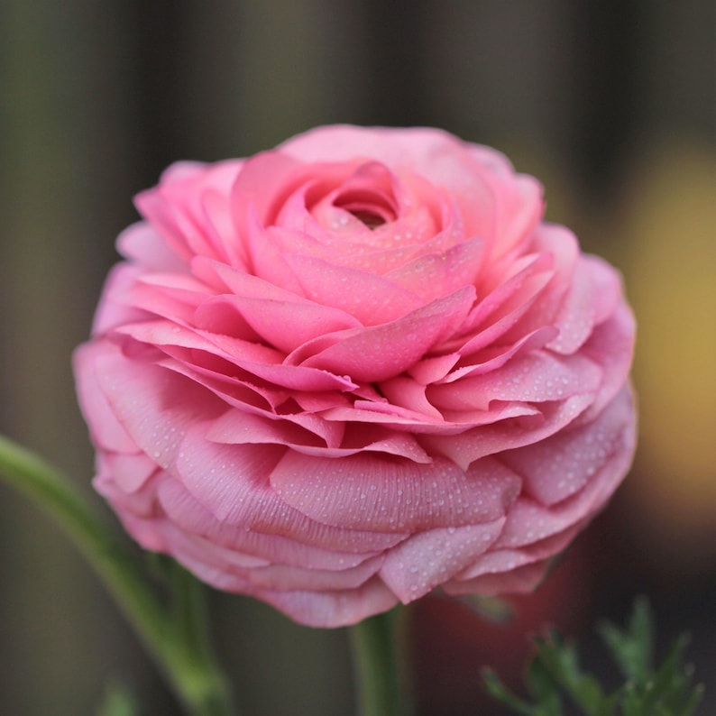 10 Ranunculus asiaticus Tecolote 'Pink' Persian Buttercup Flower Bulbs from Easy to Grow image 2