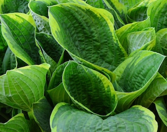 Hosta Christmas Tree 3 Roots - Summer Blooms Green Variegated Foliage in Shade, from Easy to Grow