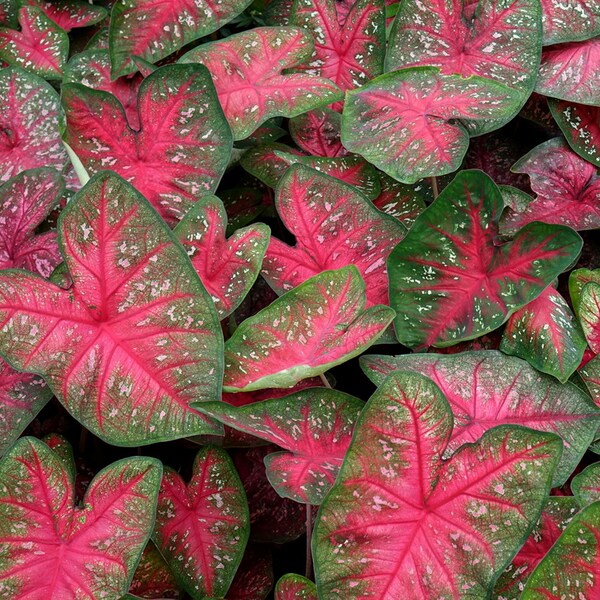 Caladium Bulbs Etsy