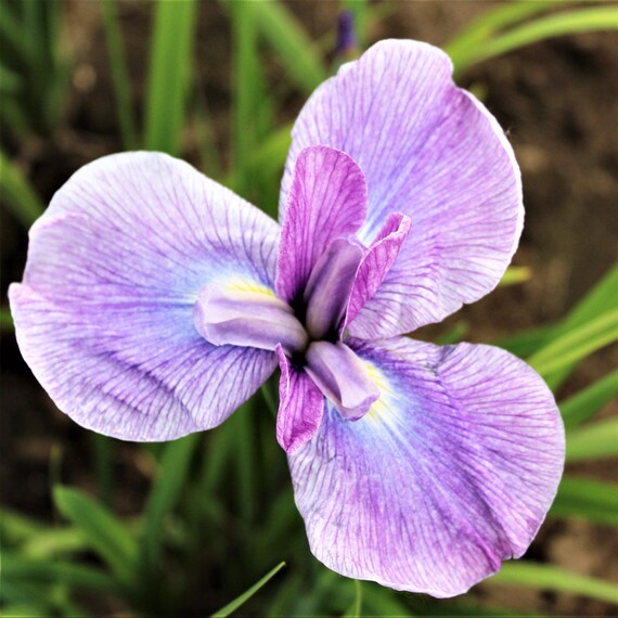 Japanese Iris Geisha Girl Division, Spring Blooms Sun Outdoor Zones 4-9