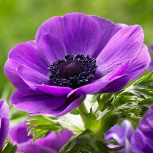Italian Anemone Mistral Grape 10 Flower Bulbs, Spring Blooms Zones 8-10 in Sun, from Easy to Grow