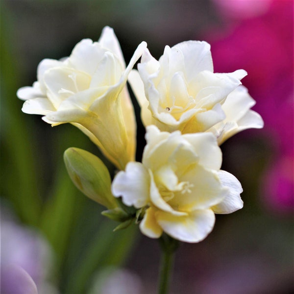 Clearance 15 Freesia - Double White Flower Bulbs from Easy to Grow