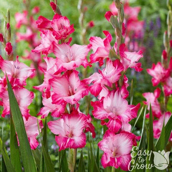 Gladiolus Pink Pearl 10 Flower Bulbs - Summer Multi Pink Blooms in Full Sun, from Easy to Grow
