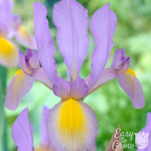 Iris holandés Rosario, 20 bulbos de flores - Floración en primavera y verano, fácil de cultivar.
