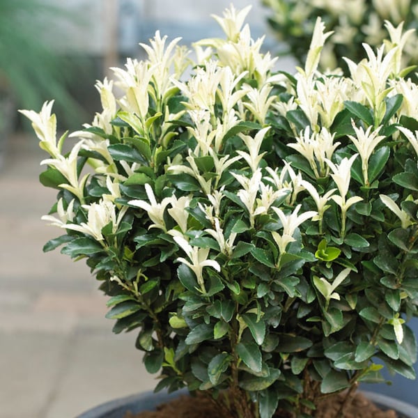 2 Pack Euonymus Plant - Paloma Blanca Potted Plant from Easy to Grow