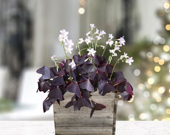 Oxalis Triangularis Purple Shamrock Bulbs Planted in a Wood Square from Easy to Grow