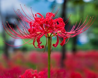 Clearance 1 Lycoris - Radiata Red Bulb from Easy to Grow