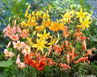 Lilium Wild About Tiger Lily Mix 6 Flower Bulbs - Summer Colorful Blooms in Sun, from Easy to Grow