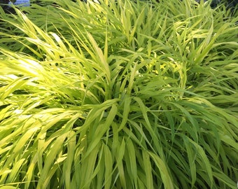 3 Pack Hakonechloa Grass - All Gold Potted Plant from Easy to Grow