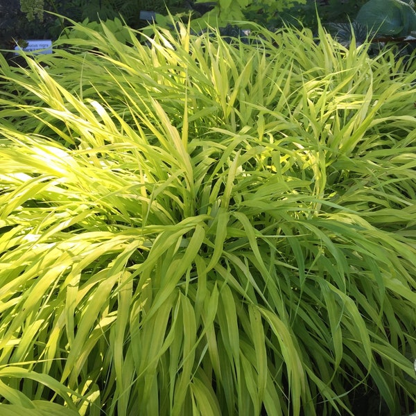 3 Pack Hakonechloa Grass - All Gold Potted Plant from Easy to Grow