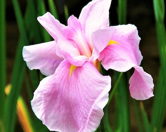 Japanese Iris Pink Lady 1 Bulb Division - Spring to Summer Pink Blooms, Tolerates Wet Soils, Easy to Grow