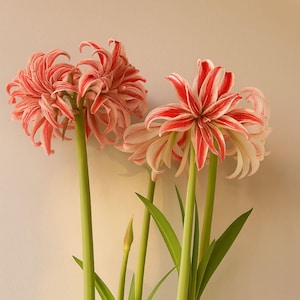 Amaryllis Doublet 1 Flower Bulb, Indoor Holiday or Outdoor Zones 9-11 Partial Sun, from Easy to Grow