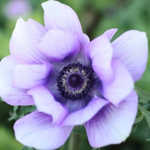 Italian Anemone Mistral Plus Azzurro 10 Flower Bulbs, Spring Blooms Zones 8-10, from Easy to Grow