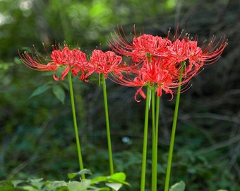 Clearance - 3 Lycoris - Radiata Red Trio Flower Bulbs from Easy to Grow