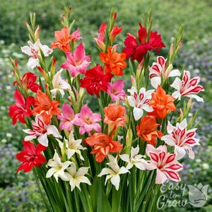 Gladiolo Nanus Mix resistente, 30 bulbos. Las flores florecen de primavera a verano al sol. Fácil de cultivar. imagen 1