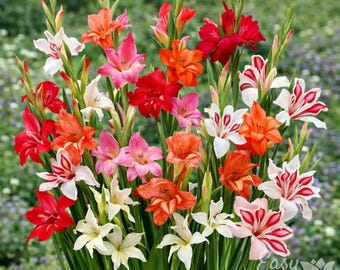 Hardy Gladiolus Nanus Mix 30 Bulbs - Flowers Bloom Spring to Summer in Sun, from Easy to Grow