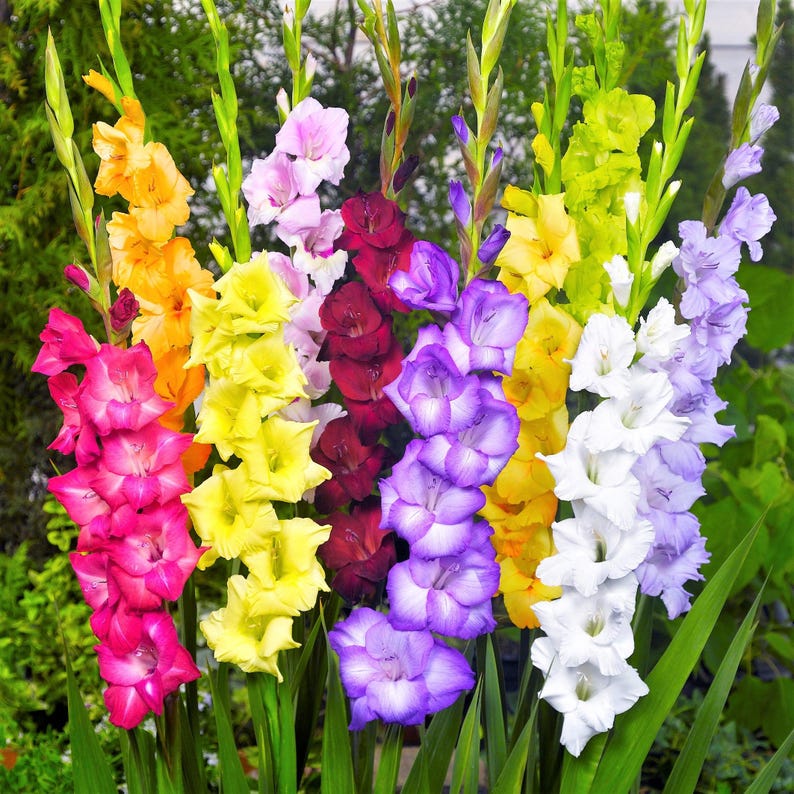 Gladiolus Artistic Arrangers Mix 40 Flower Bulbs - Summer Colorful Blooms in Full Sun, from Easy to Grow image 2