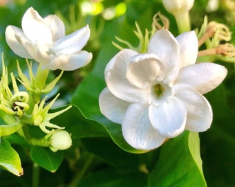 1 Pack Jasmine - White Philippine Potted Plant from Easy to Grow