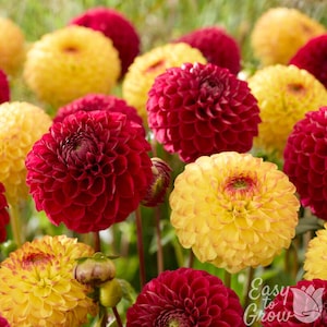 Dahlia Sunset Blaze Mix 6 Tuber Clumps - Summer to Fall Yellow & Red Blooms in Sun, from Easy to Grow